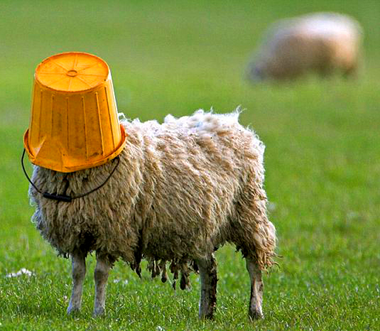 Dumb sheep Squinting through Fog ("The Fog Blog")