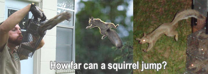 How far can a squirrel jump?