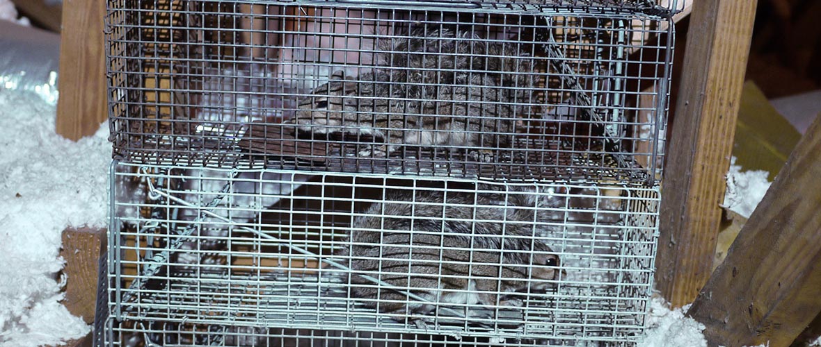 How to Remove Squirrels From Attic Yourself