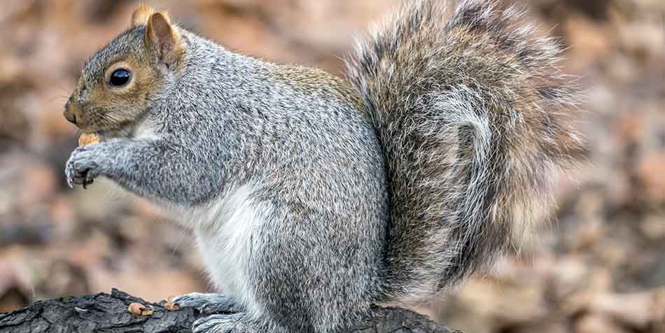 How Long Do Squirrels Live Everything You Need to Know