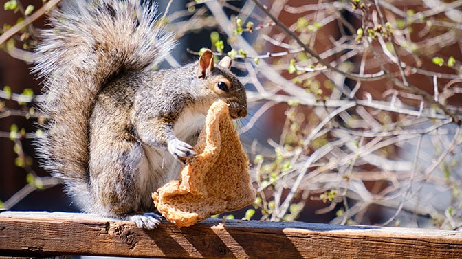 Can Squirrels Eat Bread What You Need to Know About Cellulose