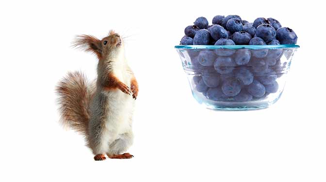 Can Squirrels Eat Blueberries? (Toxic or Safe?)