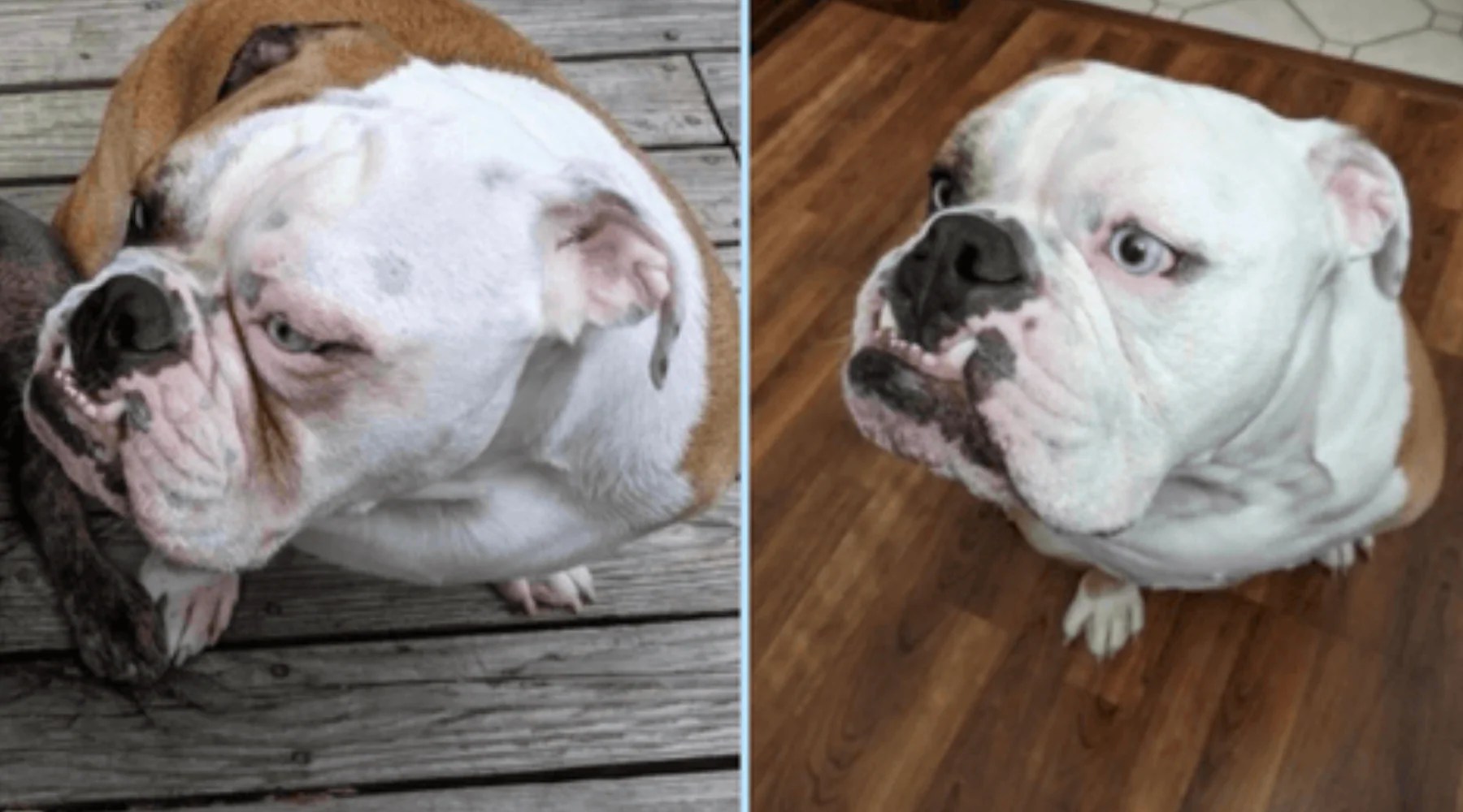 How to Clean Dog Eye Boogers Squishface