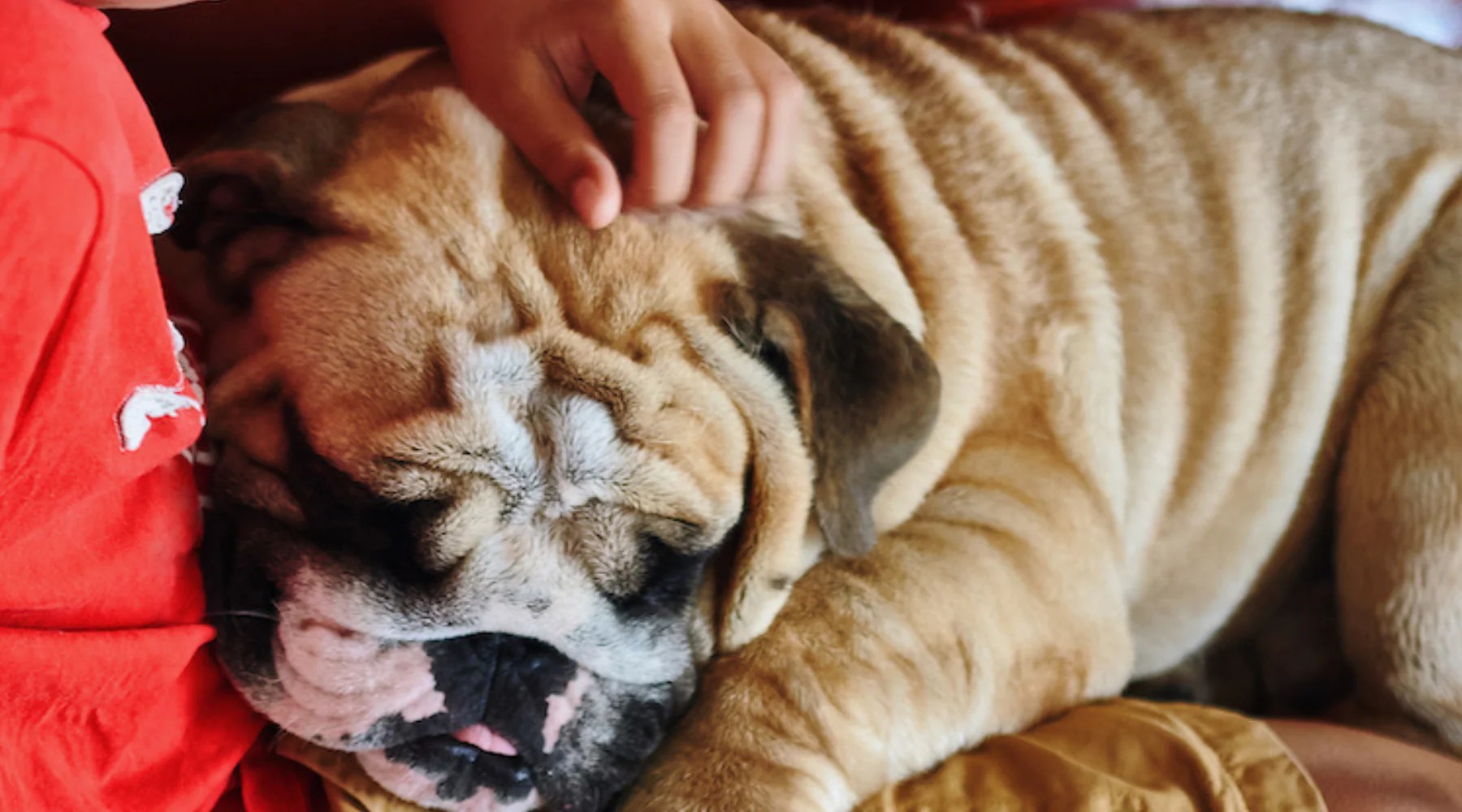 Why do English Bulldogs Love to Cuddle? Squishface