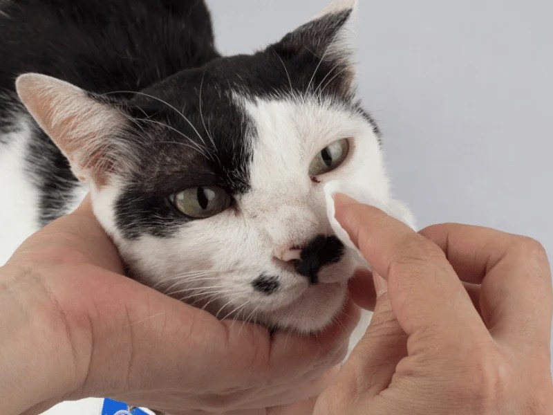 Can Squishface Products be Used on Cats