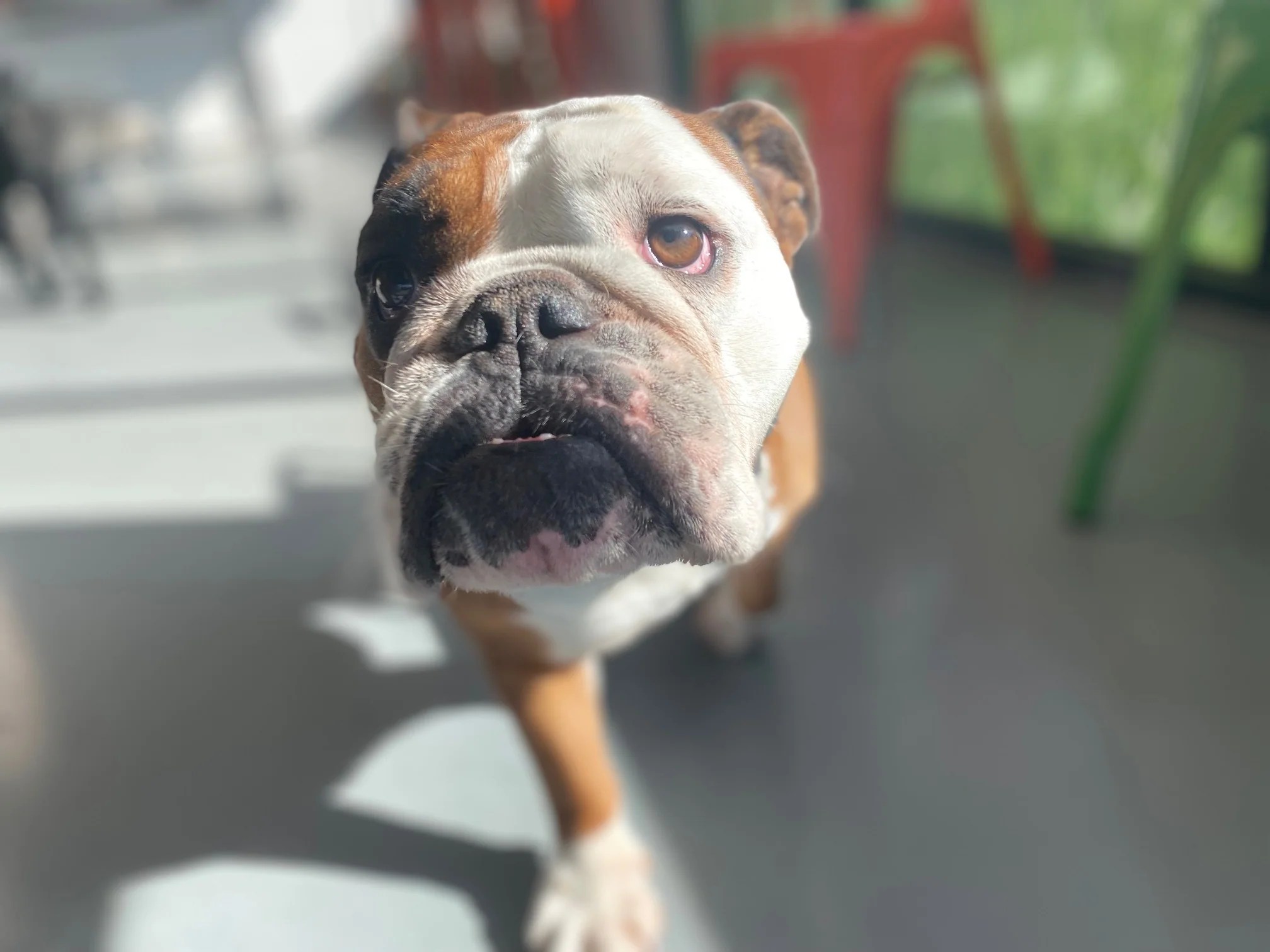 Why do Bulldogs Have Flat Faces? Squishface