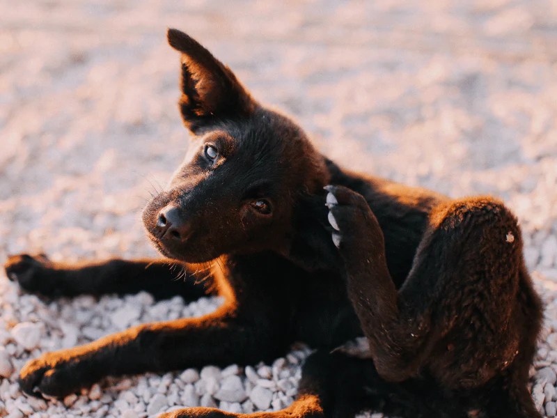 How Do I Soothe My Dog's Itchy Ears? Squishface