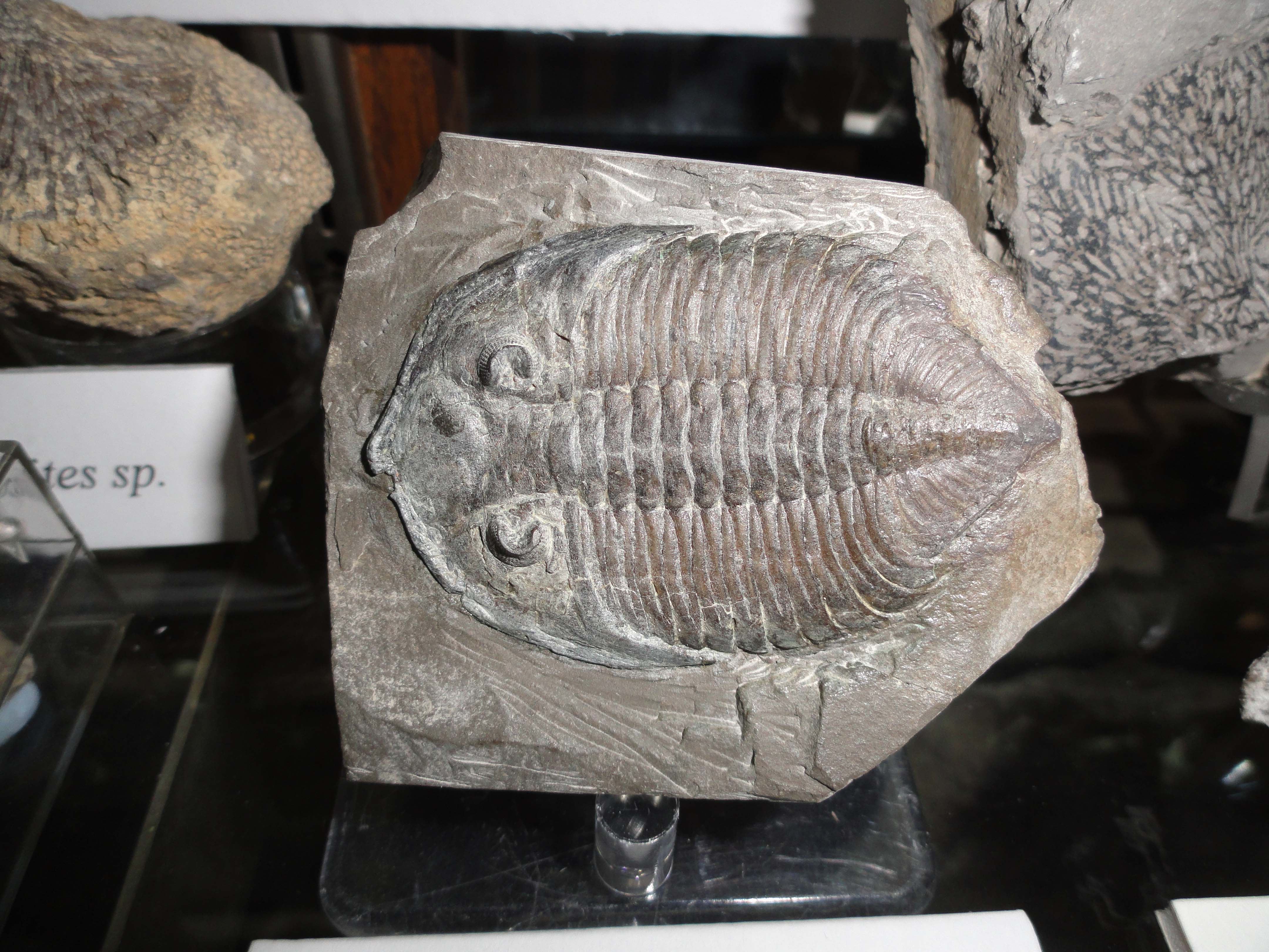 DSC01281 Susquehanna River Archaeological Center, (SRAC)