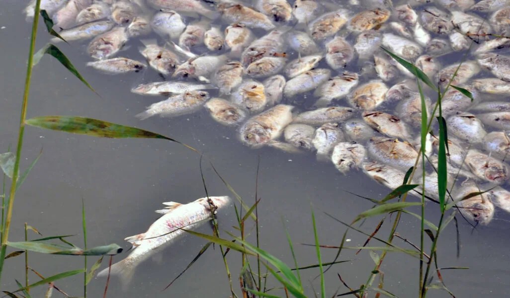 Why We Care Socially Responsible Agriculture Project