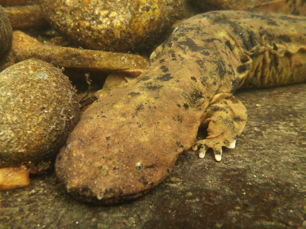 SRBC Pamphlet The Eastern Hellbender