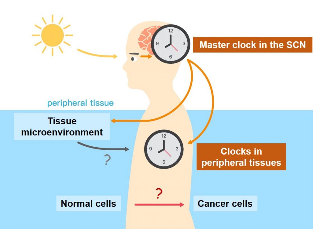 A link between clocks and cancer? SRBR Society for Research on