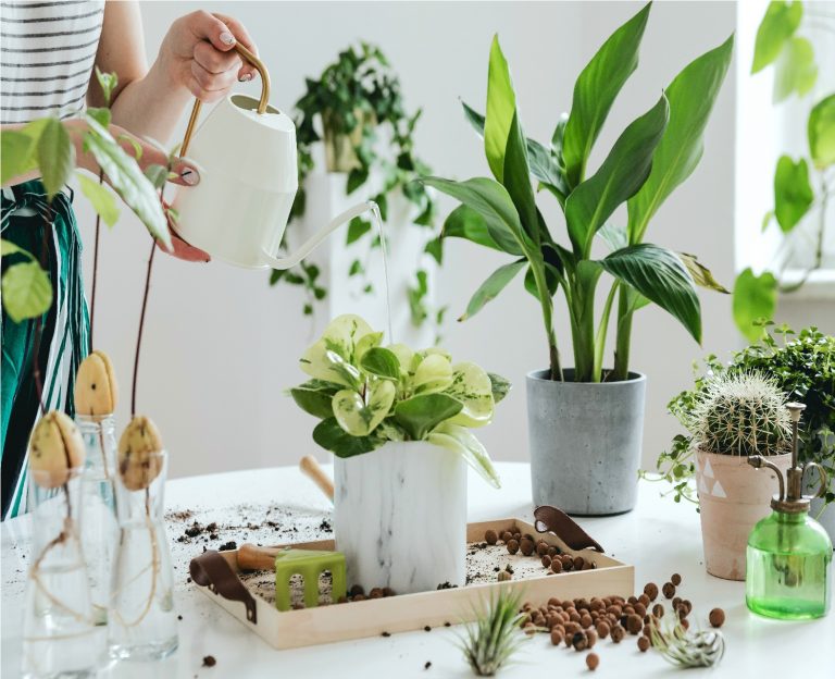 7 Plants That Help to Reduce Stress SRC Land