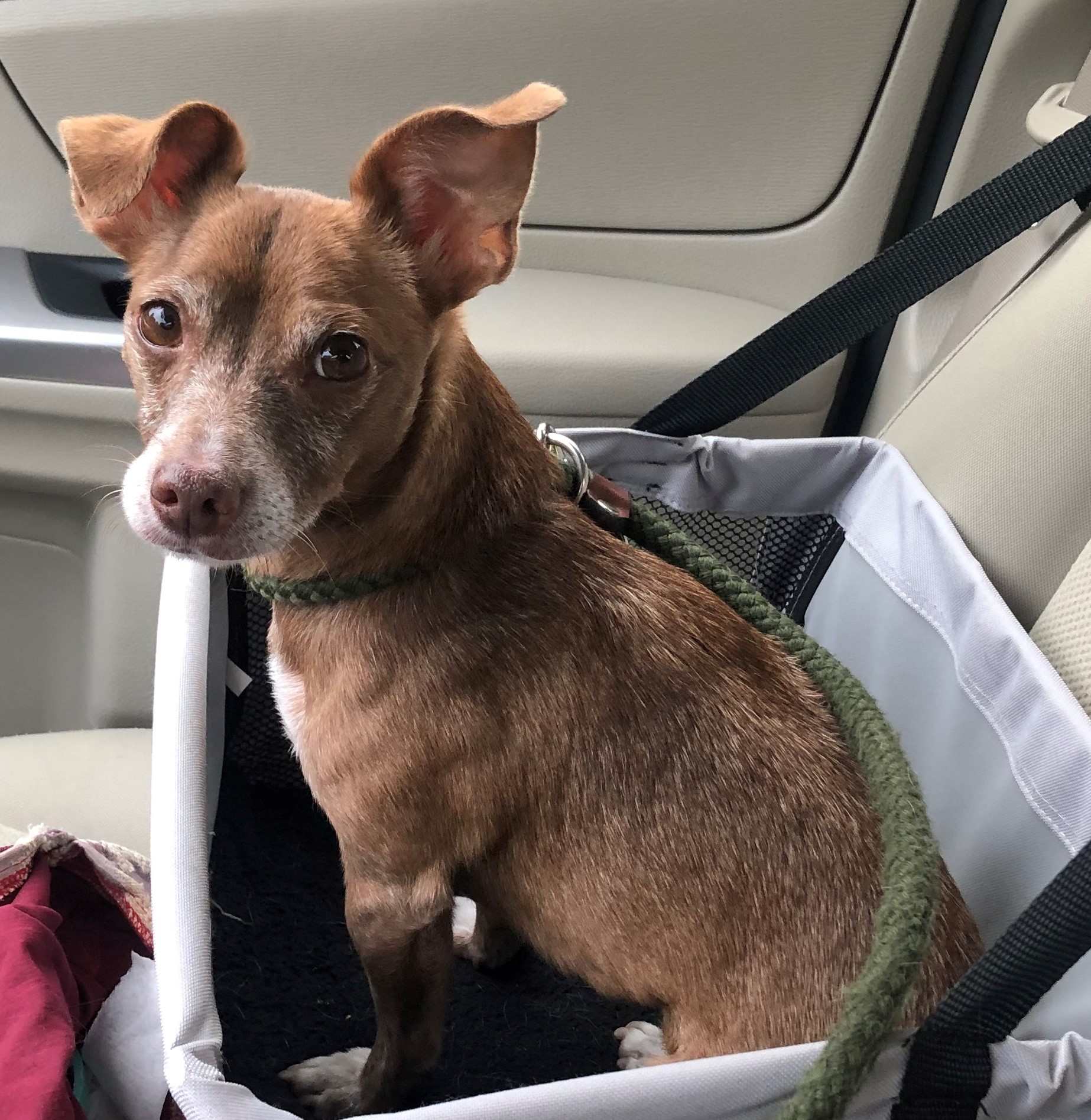 Pet Care Center At Luna Park Pet Care Center At Luna Park Veterinario