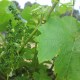 Analyse pétiole boutons floraux séparés