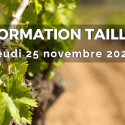 Formation à la taille de la vigne pour améliorer la gestion du vignoble