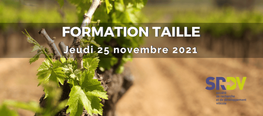 Formation à la taille de la vigne pour améliorer la gestion du vignoble