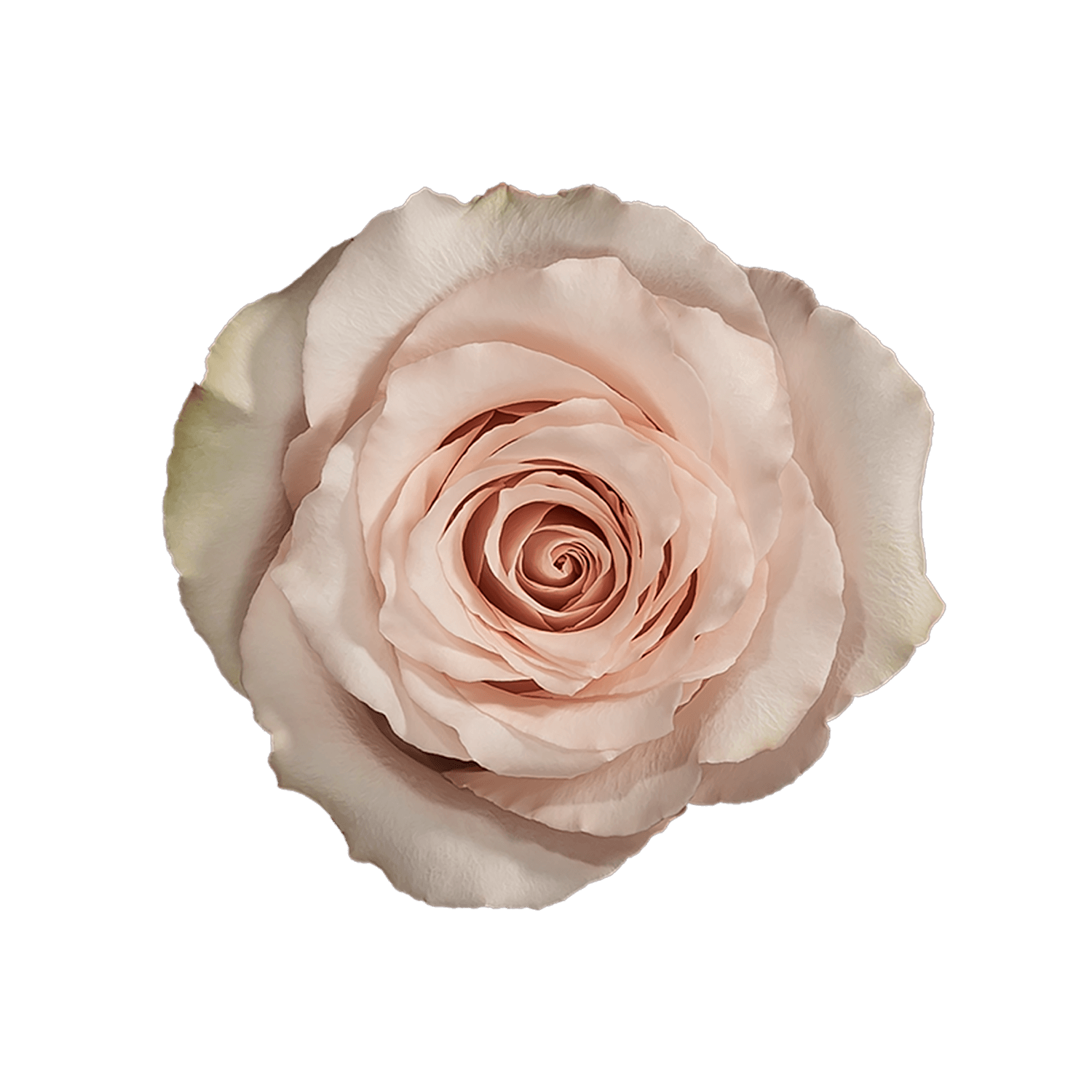 Sunrite Farms Ecuador