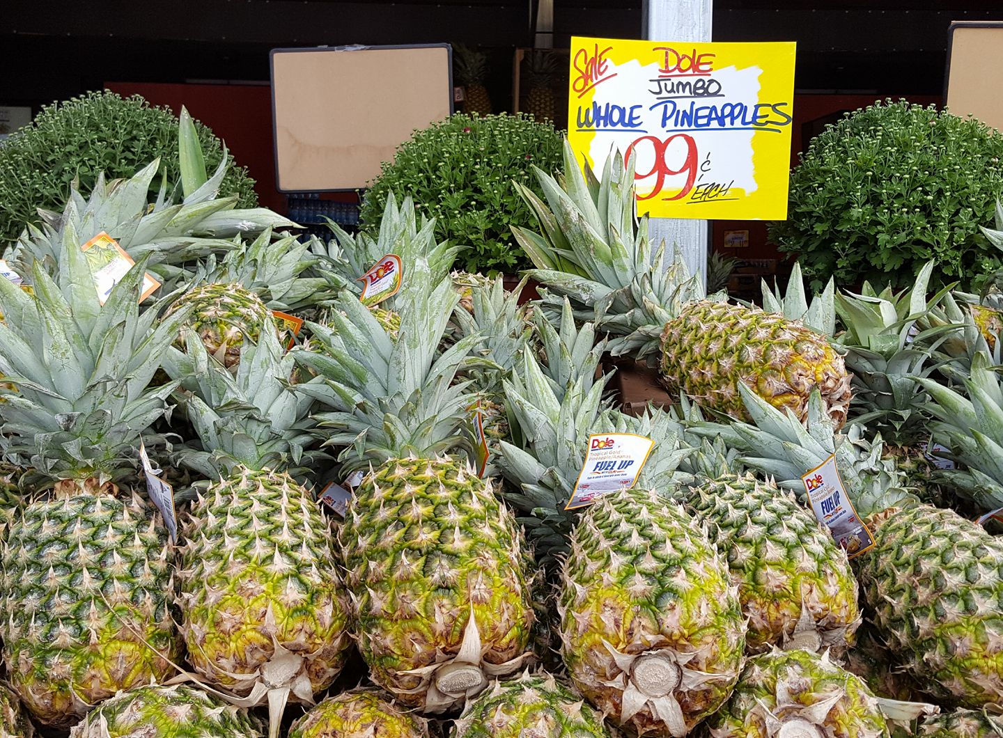 More Pineapple, Please Living the Write Life