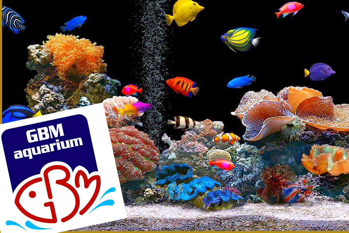 GBM Aquariumwattala aquariumfish tank in wattalaaquariums in wattala