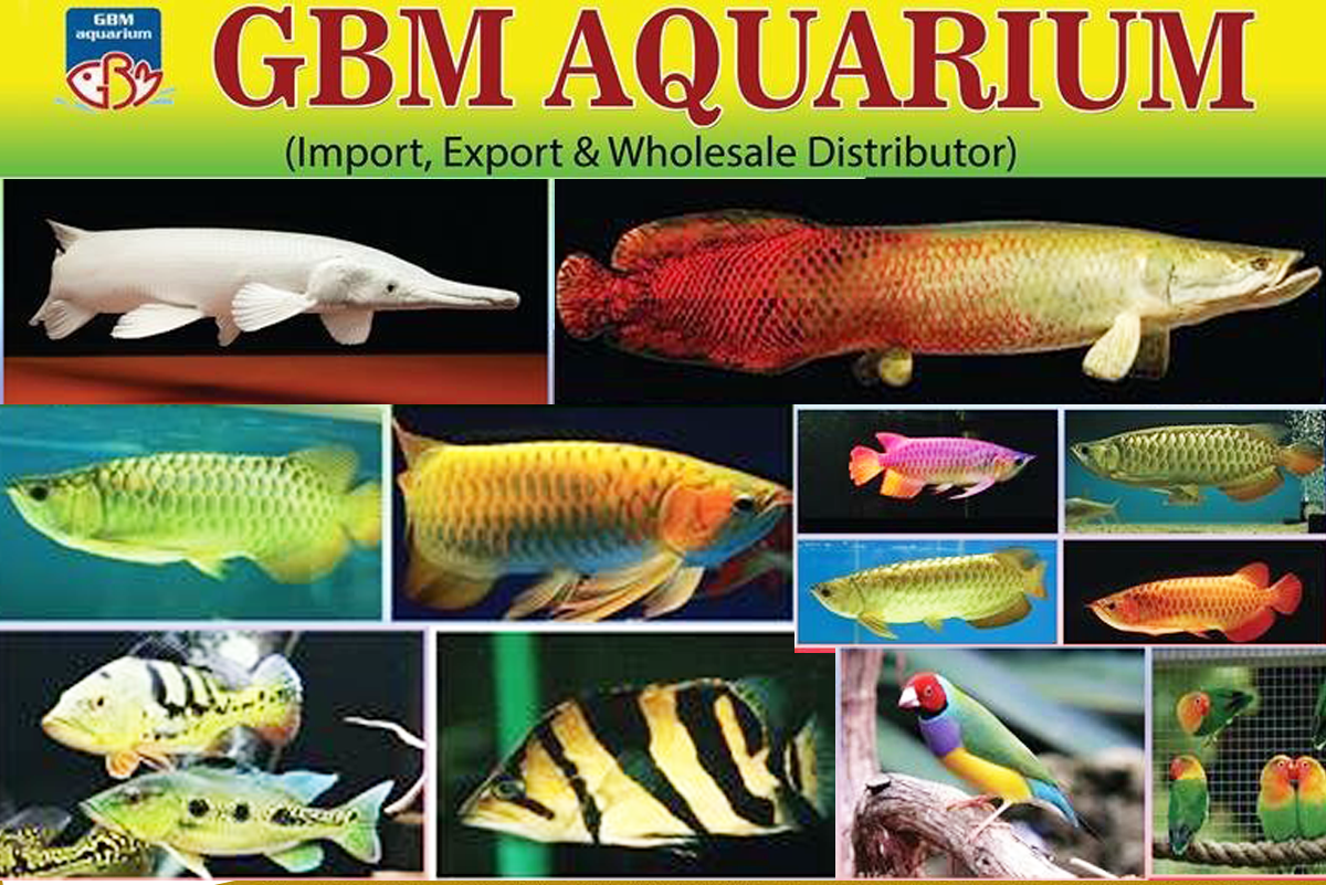 GBM Aquariumwattala aquariumfish tank in wattalaaquariums in wattala