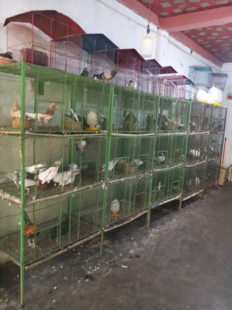 N.S PET SHOPathurugiriya pet shoppet shop in athurugiriyaanimal sale
