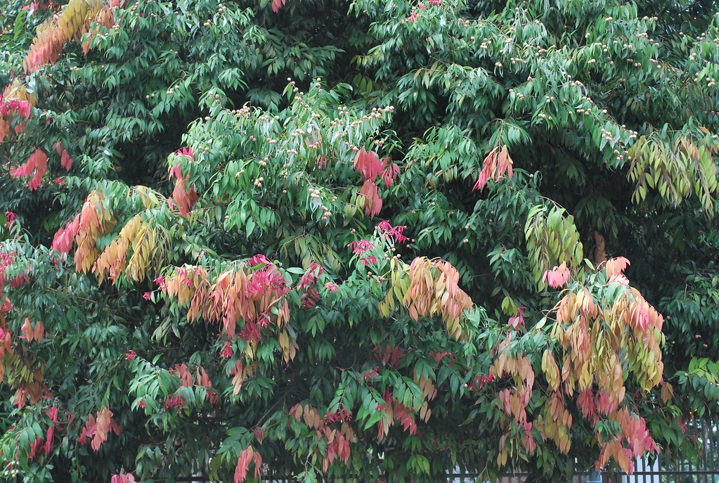 SRI LANKA Embassy Of Sri Lanka in Poland