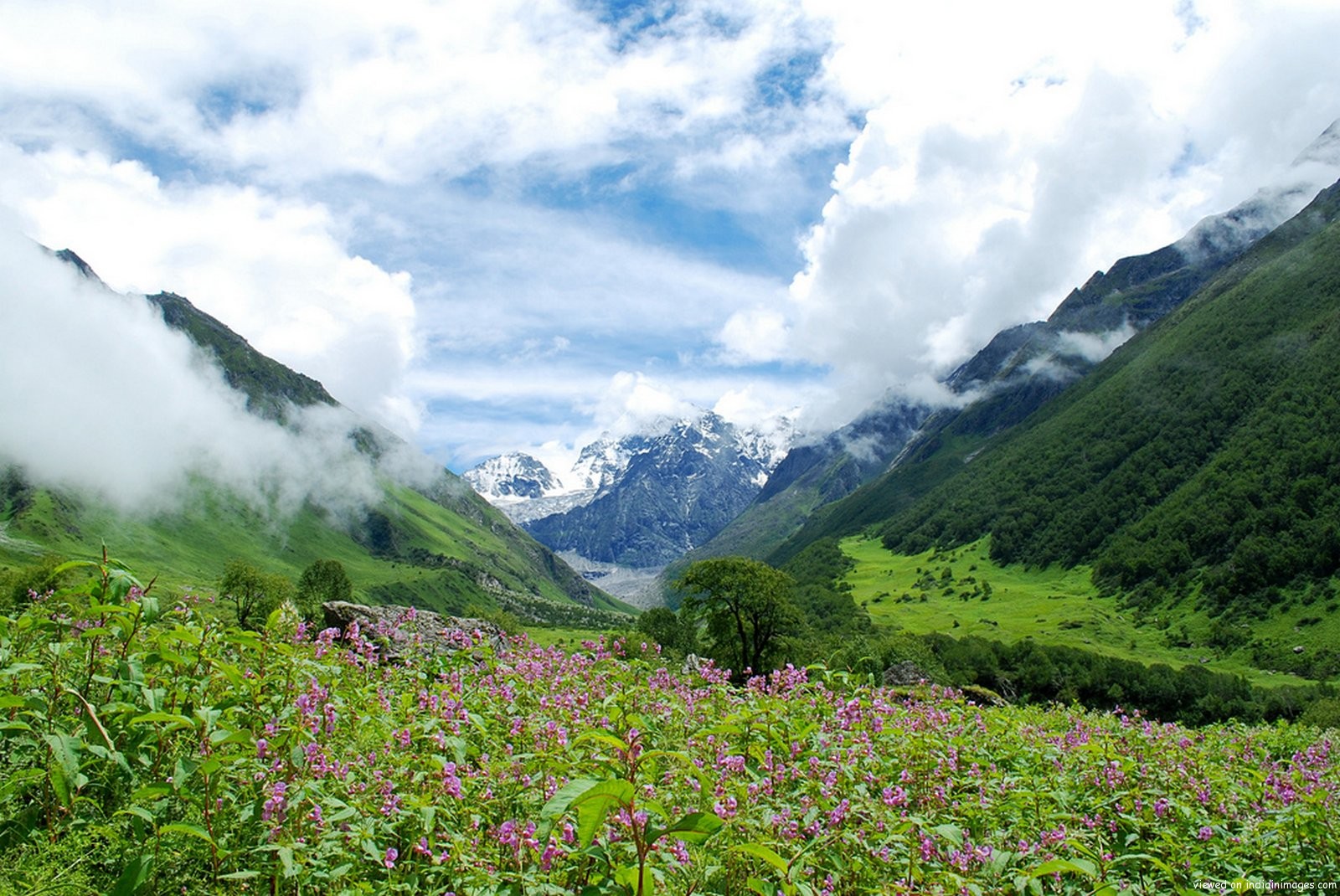 Valley of Flowers… Travel Tales…