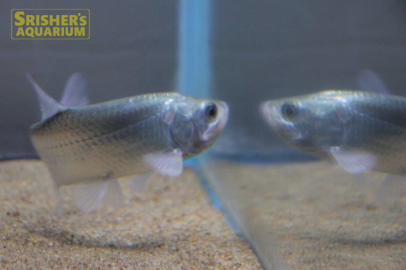 アトランティックターポン｜中・大型カラシンの仲間 Characin｜【スリッシャーズ アクアリウム】熱帯魚通販