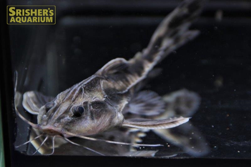 メガロドラス ｜ナマズの仲間 Cat fish｜【スリッシャーズ アクアリウム】熱帯魚通販・熱帯魚専門店