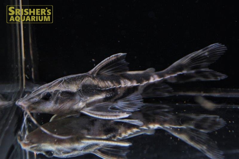 メガロドラス ｜ナマズの仲間 Cat fish｜【スリッシャーズ アクアリウム】熱帯魚通販・熱帯魚専門店