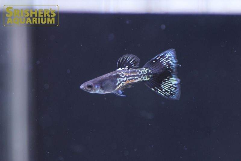 国産ブラックメタルレースグッピー（ペア）｜メダカの仲間 Killi fish｜スリッシャーズ アクアリウム