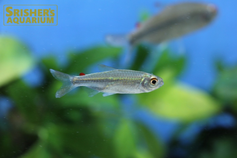 レッドフィンコンゴテトラ（M）｜小型カラシンの仲間 Characin｜【スリッシャーズ アクアリウム】熱帯魚