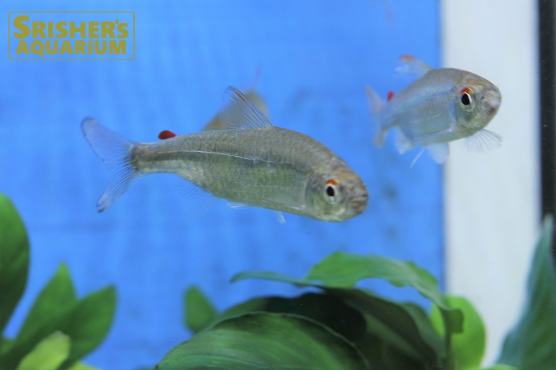 レッドフィンコンゴテトラ（L）｜小型カラシンの仲間 Characin｜【スリッシャーズ アクアリウム】熱帯魚