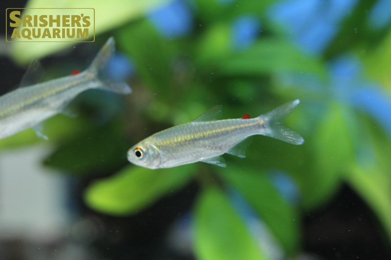 レッドフィンコンゴテトラ（M）｜小型カラシンの仲間 Characin｜【スリッシャーズ アクアリウム】熱帯魚