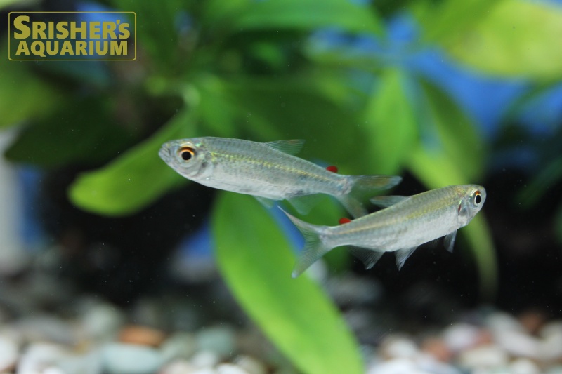レッドフィンコンゴテトラ（M）｜小型カラシンの仲間 Characin｜【スリッシャーズ アクアリウム】熱帯魚