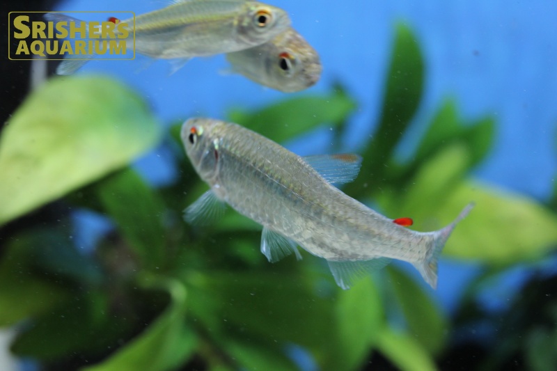 レッドフィンコンゴテトラ（L）｜小型カラシンの仲間 Characin｜【スリッシャーズ アクアリウム】熱帯魚