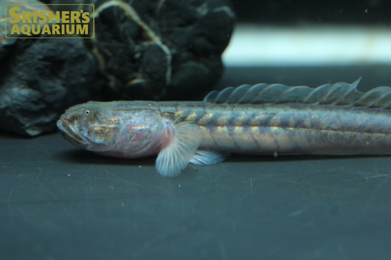 ドラゴンフィッシュ｜その他の魚 Others｜スリッシャーズ アクアリウム