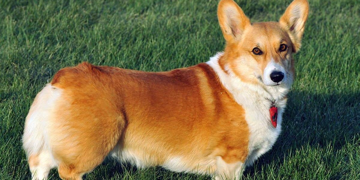 Best Dogs for Seniors Senior Reverse Network