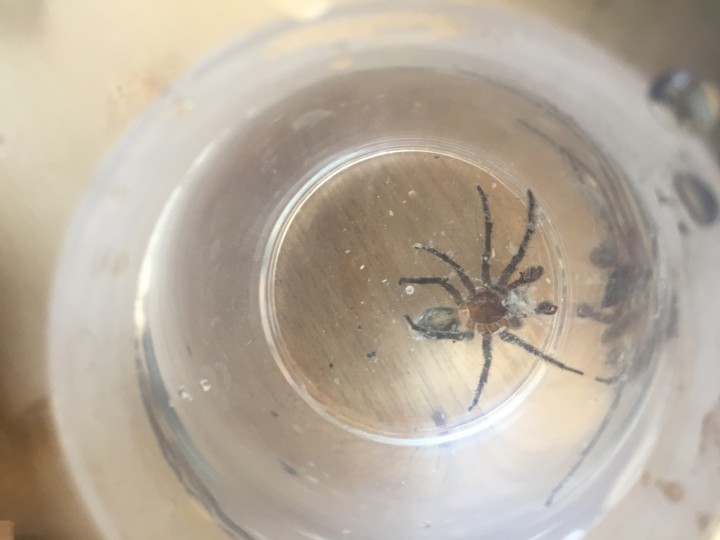 Picture Spider in my sink what spider is this