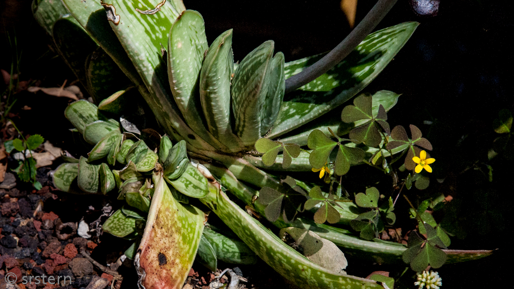 Of Oxalis, Rabbits, and Human Radiation Steve Stern's Fieldnotes from