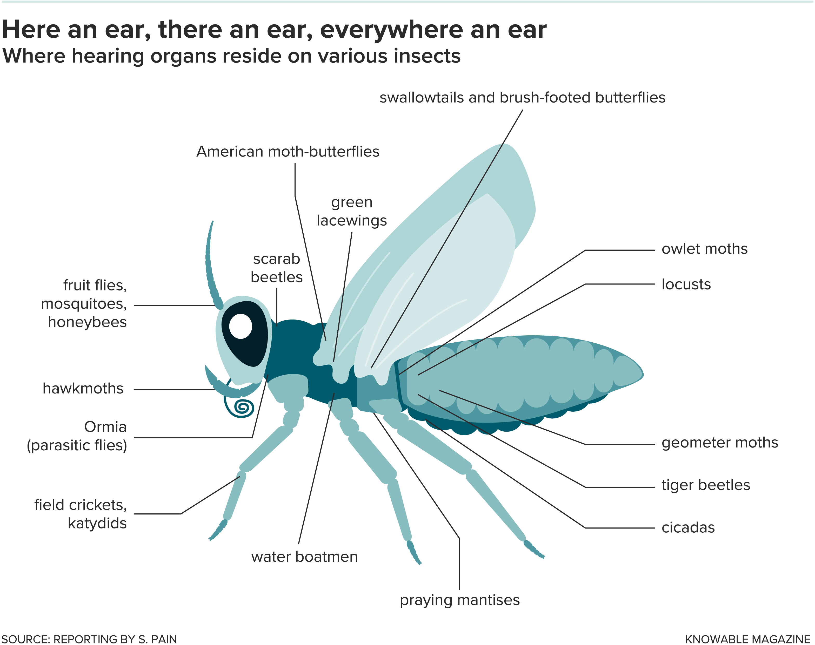 Trachée n'est pas jouer Strange Stuff And Funky Things