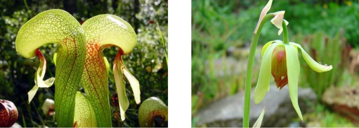 Plante Carnivore Strange Stuff And Funky Things