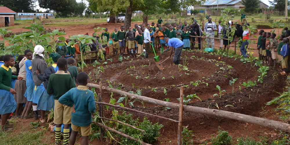 Schools Kitchen Gardens Project Ssamba Foundation