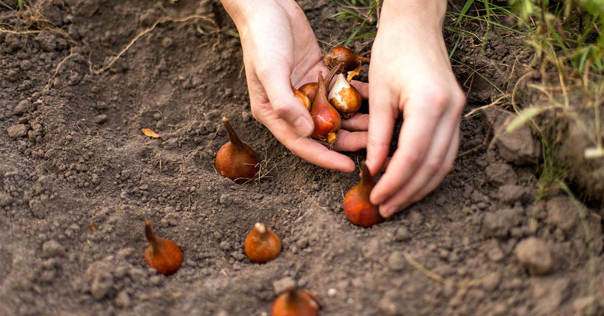 Spring Bulb Planting Tips & Tricks