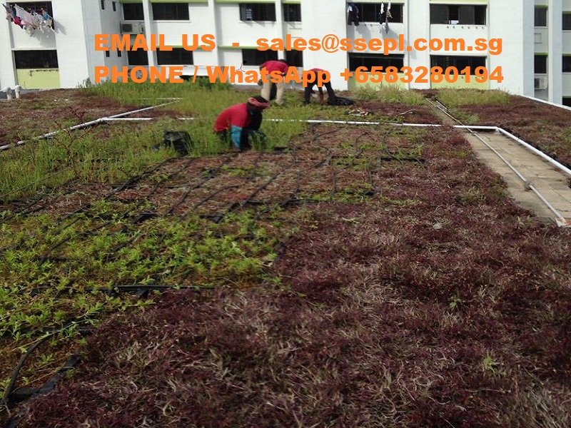 Vertical Green Wall Irrigation System – Singapore Specialized