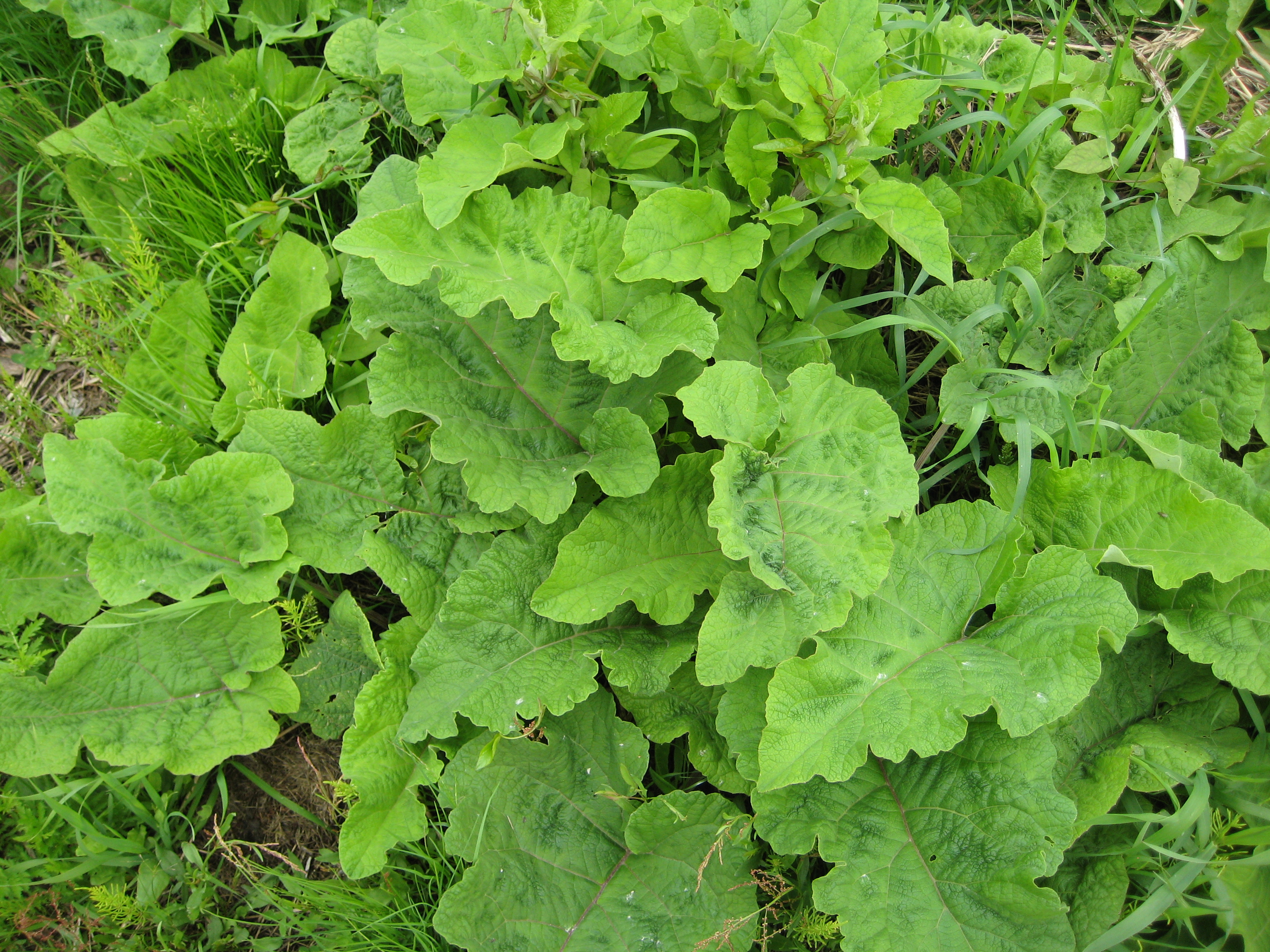 Edible Invasives SSISC