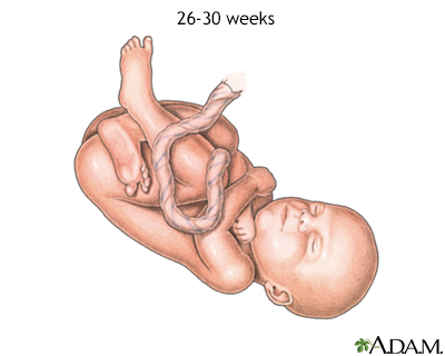 Fetal Development Information | Mount Sinai - New York