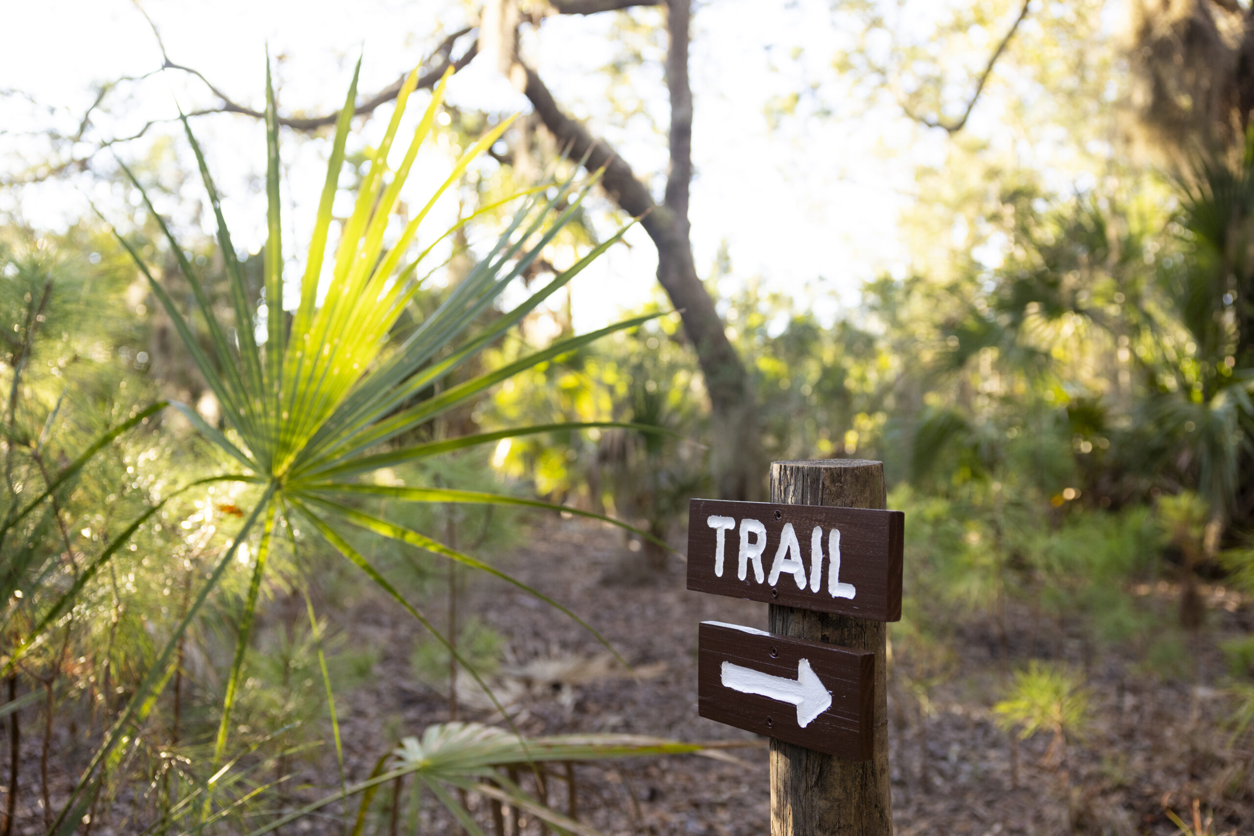 Land Trust Opens New 1Mile Trail St. Simons Land Trust