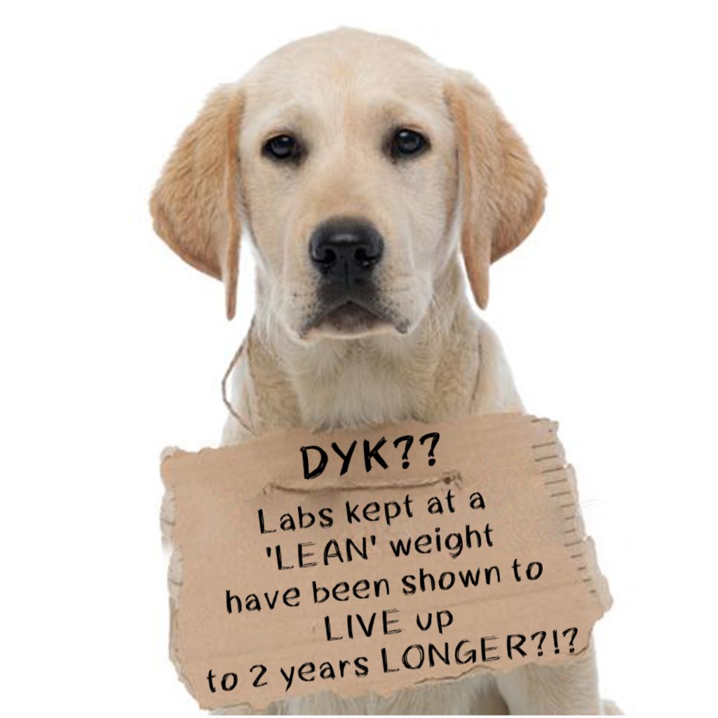 Why Do Dogs Lean On You