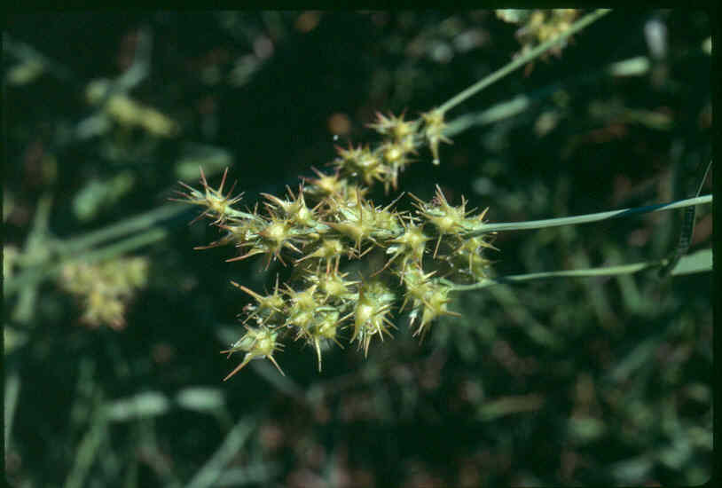 Stickers, Thorns and Other Blessings Sabbath School Net